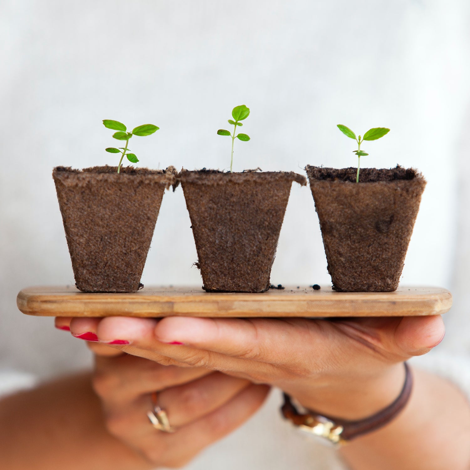 Person holding tray with three baby plant saplings.